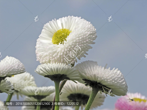 常見的雛菊；Lawn,Daisy（Bellis問題）