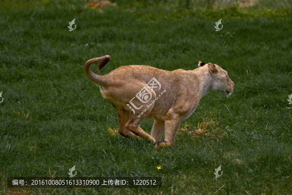 非洲lionness