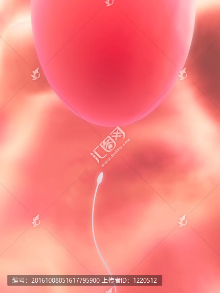 卵子和精子