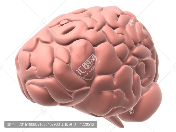 人類的大腦