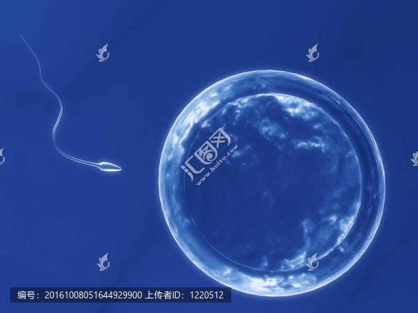 卵細(xì)胞和精子
