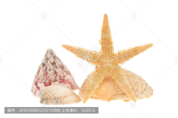 白色的貝殼和海星