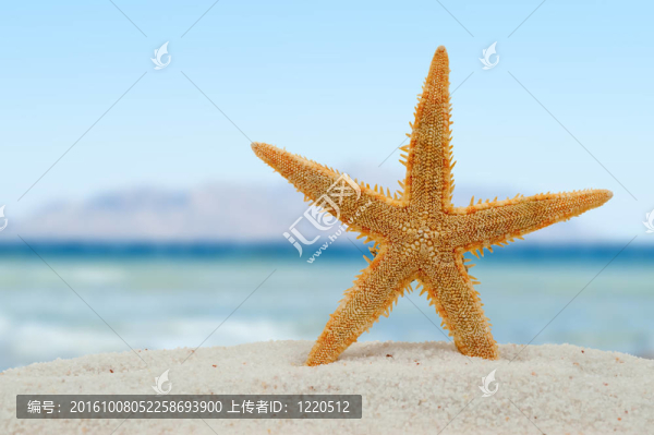 海灘上的海星