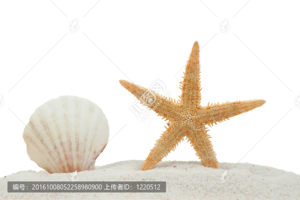 海貝殼和海星在沙灘上隔離