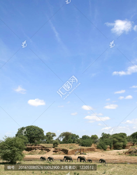 大象（Loxodonta,AFRICANA）在塞倫蓋蒂國家公園；坦桑尼亞