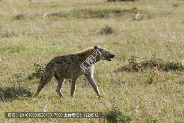 斑鬣狗（Crocuta,crocuta）