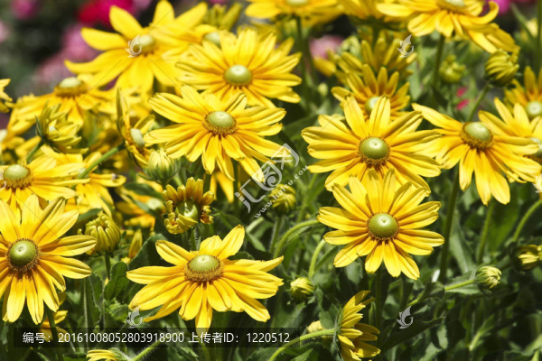 在施普靈河，黃色的雛菊