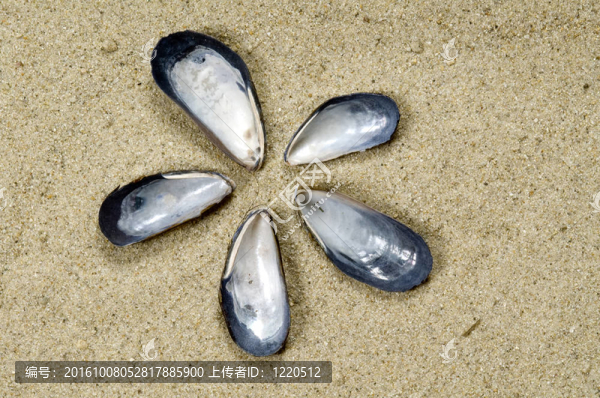 貝殼花在沙灘上