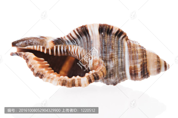 貝殼