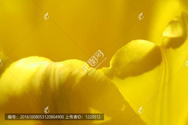 郁金香