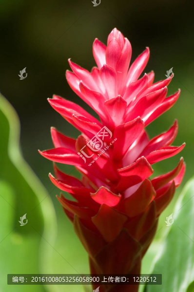 紅姜花