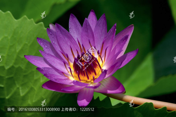 蓮花
