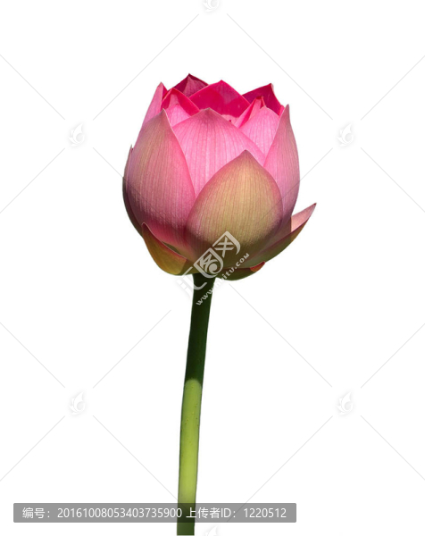孤立的蓮花