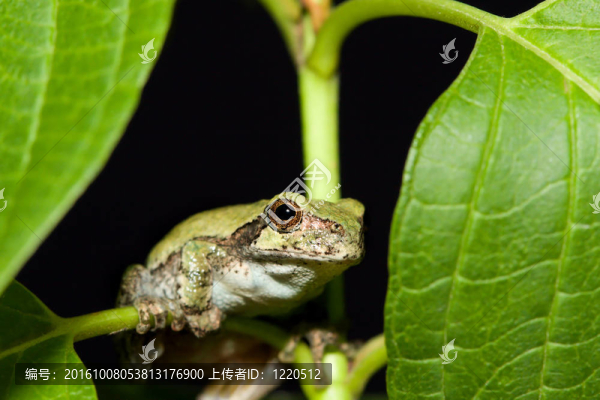 應(yīng)付Gray,Tree,frog