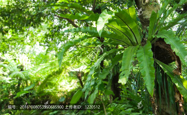 雨林