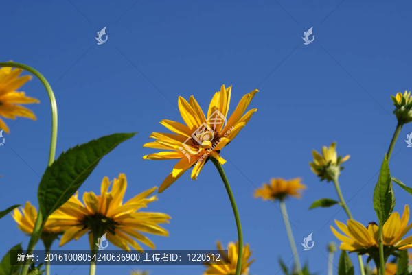 黃濱的向日葵（Heliopsis,helianthoides）