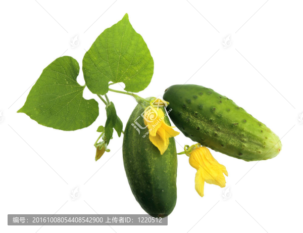 兩個(gè)新鮮的黃瓜，葉子和黃色的花。