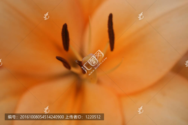 宏莉莉