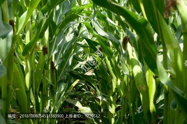 玉米田