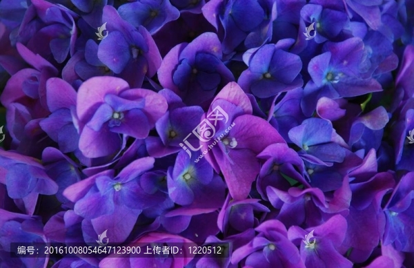靠近一個(gè)深藍(lán)色的Hydranga,Bloom拍攝
