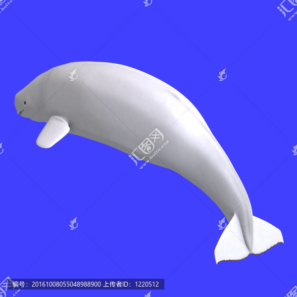雌性白鯨whitle