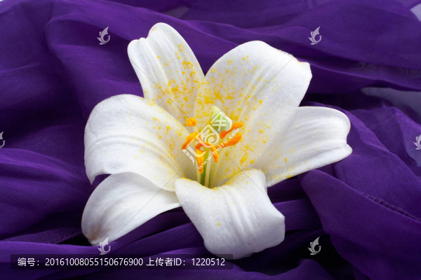 大白花