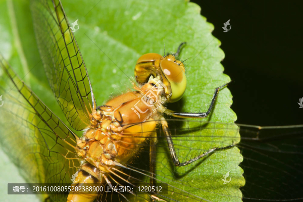 常見的Darter,Dragonfly
