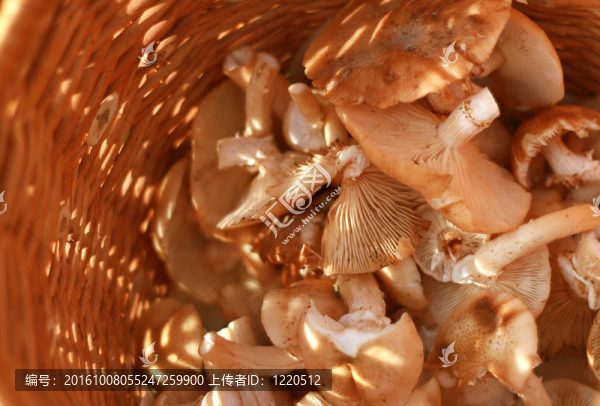 用食用蘑菇籃子