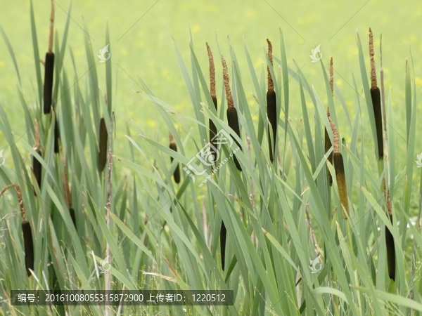 香蒲
