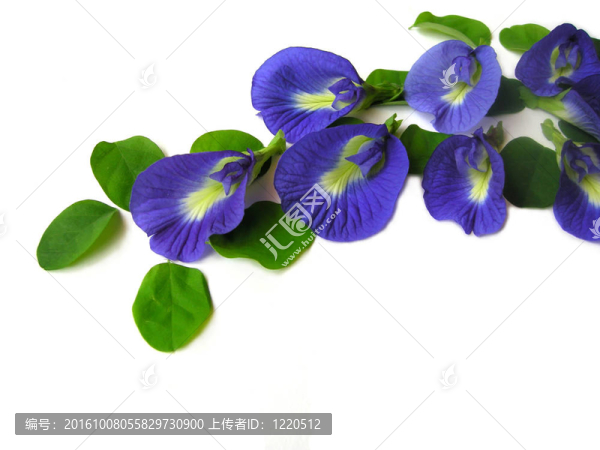 蝴蝶豌豆七