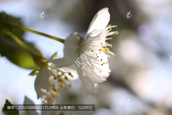 櫻花