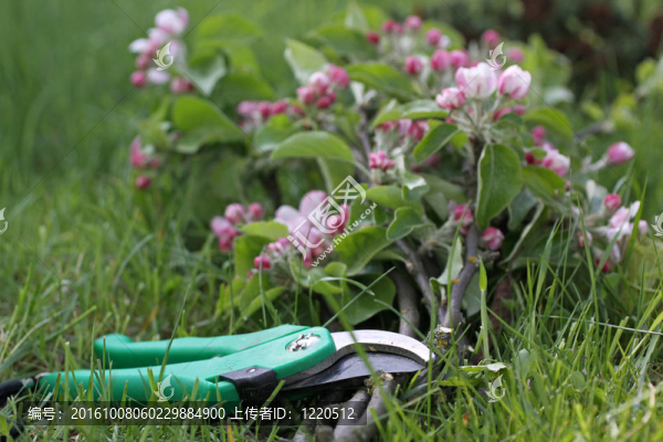 蘋果樹枝修枝剪