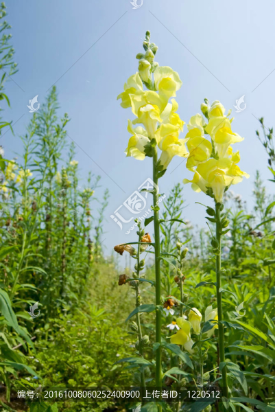 黃金魚草的花朵在藍(lán)色的天空