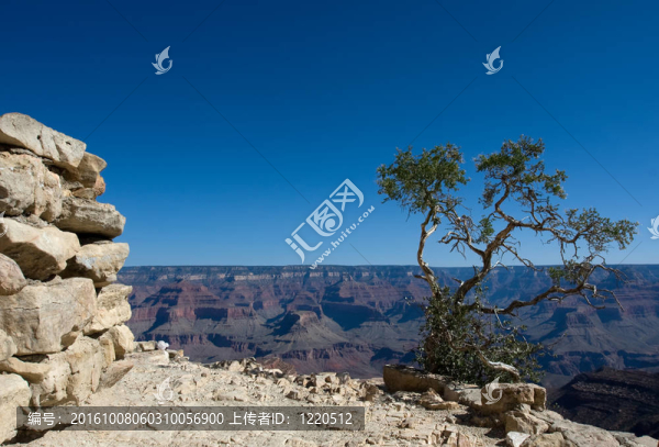 大峽谷樹-匯圖網(wǎng) www.fosd68.com 大峽谷樹
