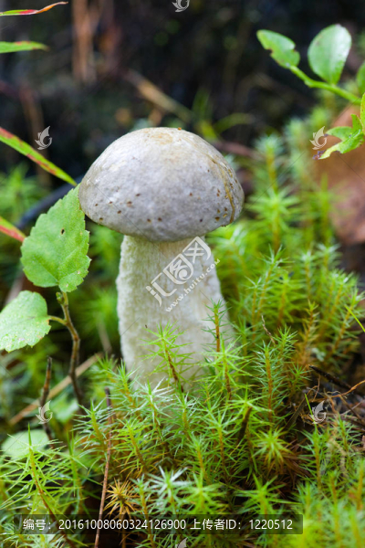 褐蓋牛肝菌