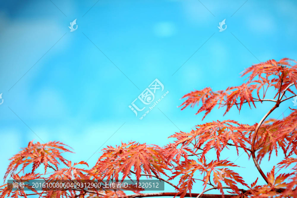 宏碁樹(shù)上池背景