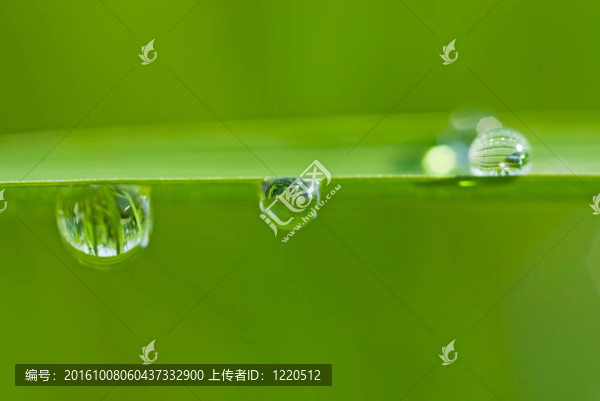 鮮綠葉滴