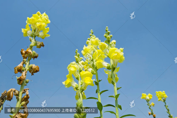 黃金魚(yú)草的花朵在藍(lán)色的天空