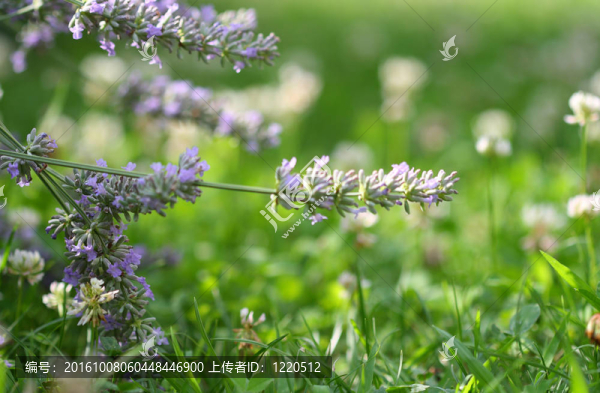 薰衣草和三葉草
