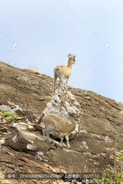 Klipspringers（山羚）