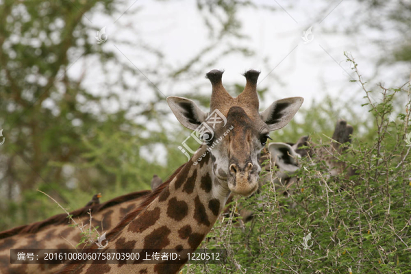 Giraffe（長(zhǎng)頸鹿）