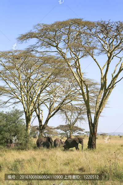 大象（Loxodonta,AFRICANA）在塞倫蓋蒂國家公園；坦桑尼亞