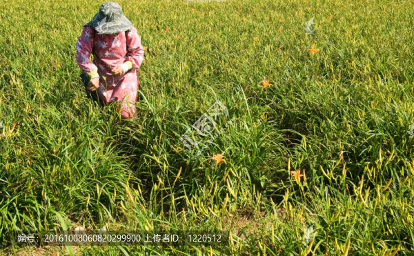 老虎百合農(nóng)民在農(nóng)場工作