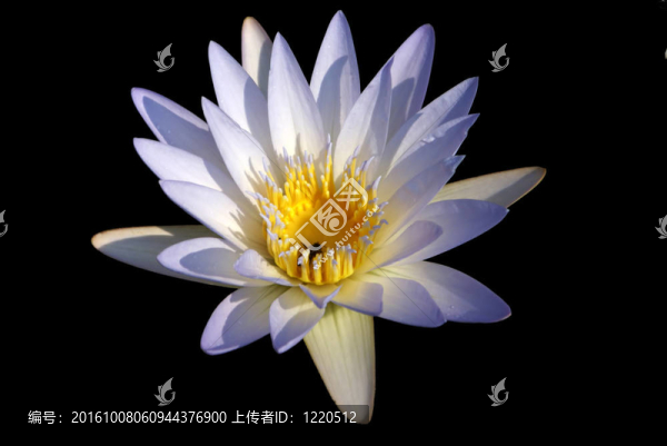單莉莉蜜蜂