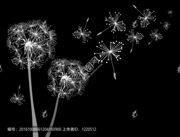 蒲公英
