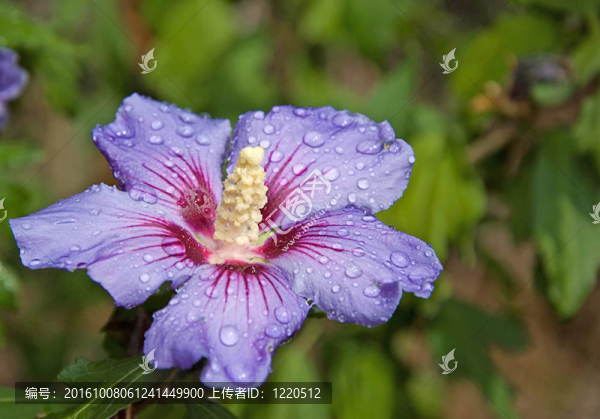 單藍(lán)芙蓉花