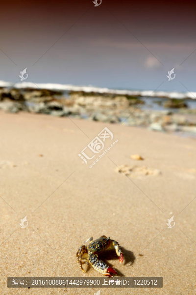 蟹