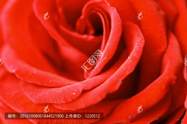 紅玫瑰