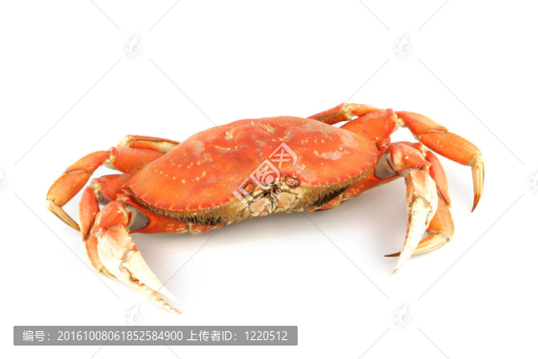 珍寶蟹