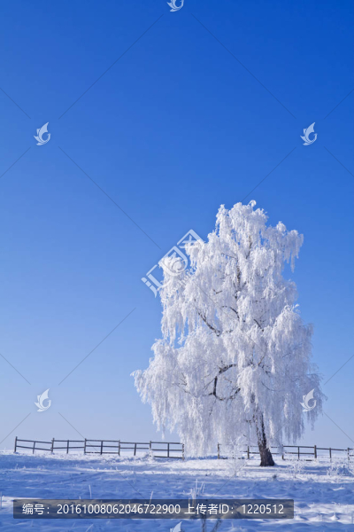 孤獨(dú)的白霜樹(shù)覆蓋藍(lán)天